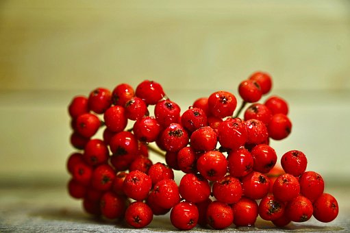 Free Rowan Berry photo and picture