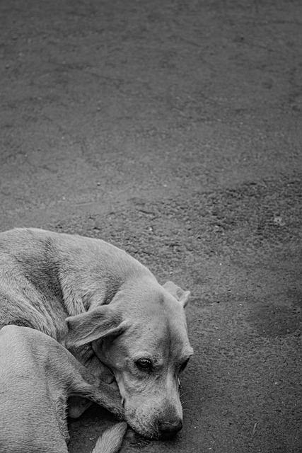 Free Dog Abandonment photo and picture