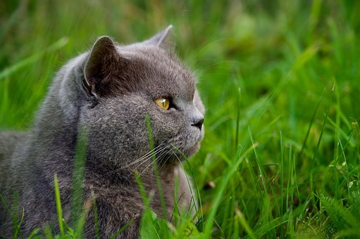 Free Cat Pet photo and picture