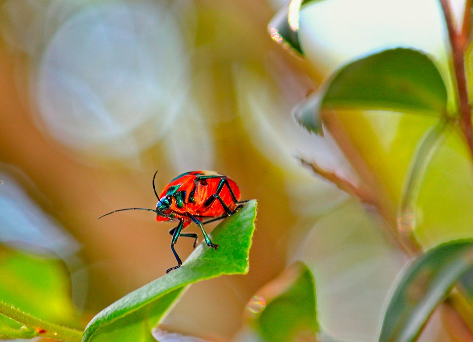 Scarbee Insect Insecte Scarabée Entomologie - Photo gratuite sur Pixabay - Pixabay