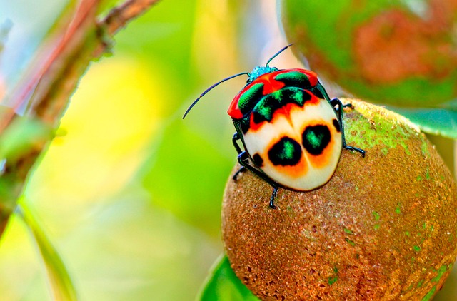 Insecte Arlequin D'Hibiscus - Photo gratuite sur Pixabay - Pixabay