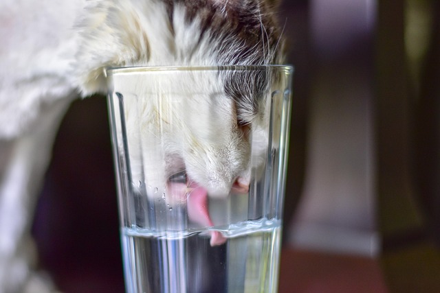 Free Animal Cat photo and picture