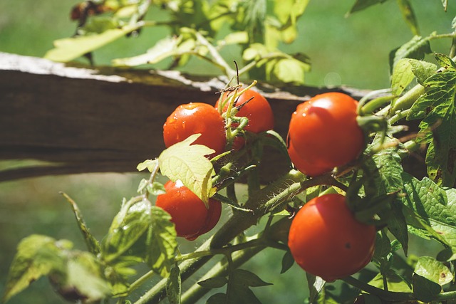 Free Tomatoes Gardening photo and picture