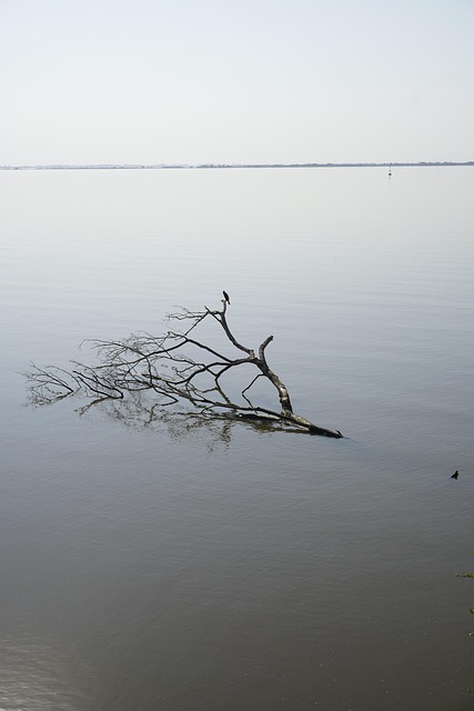 Free Branch River photo and picture