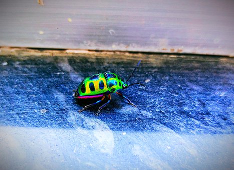 Free Jewel Bug Bug photo and picture