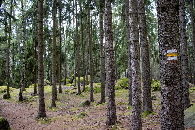 Free Forest Trees photo and picture