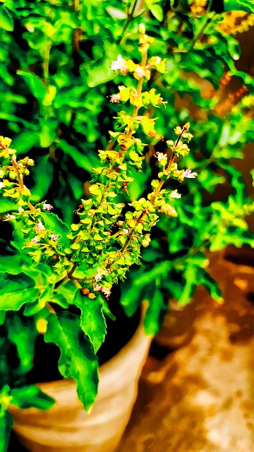 Free Holly Basil Tulsi photo and picture