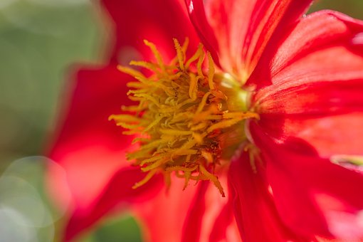 Free Dahlia Flower photo and picture