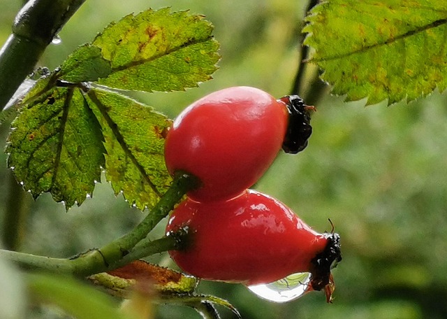 Free Autumn Crop photo and picture