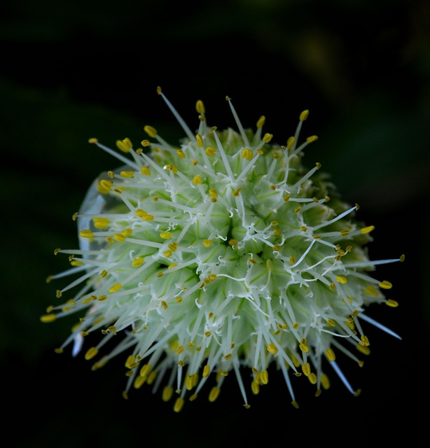 Free Flower Onion Flower photo and picture