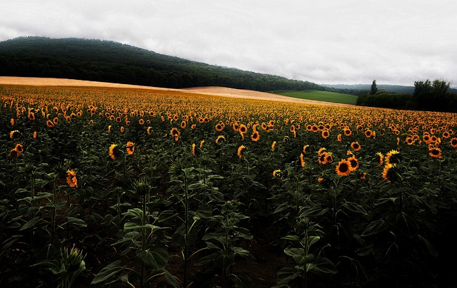 Free Sunflower Flowers photo and picture