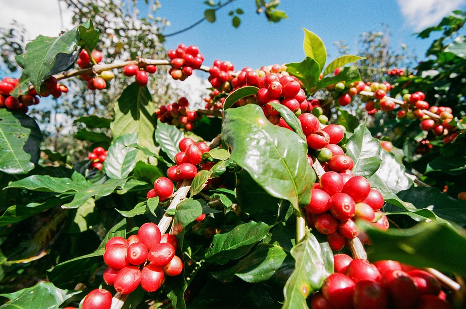 Coffee Berries Nature Vietnam Free photo on Pixabay