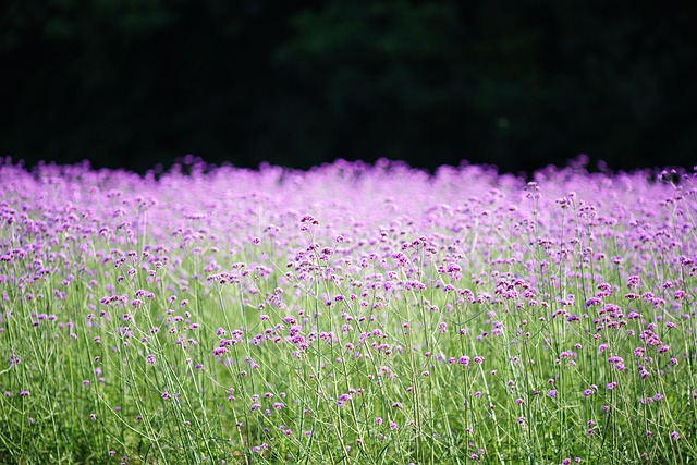 Lavendelblüten, Lilane Blumen, Lila