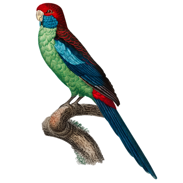 Download free HD stock image of Parrot Bird Free parrot bird animal illustration