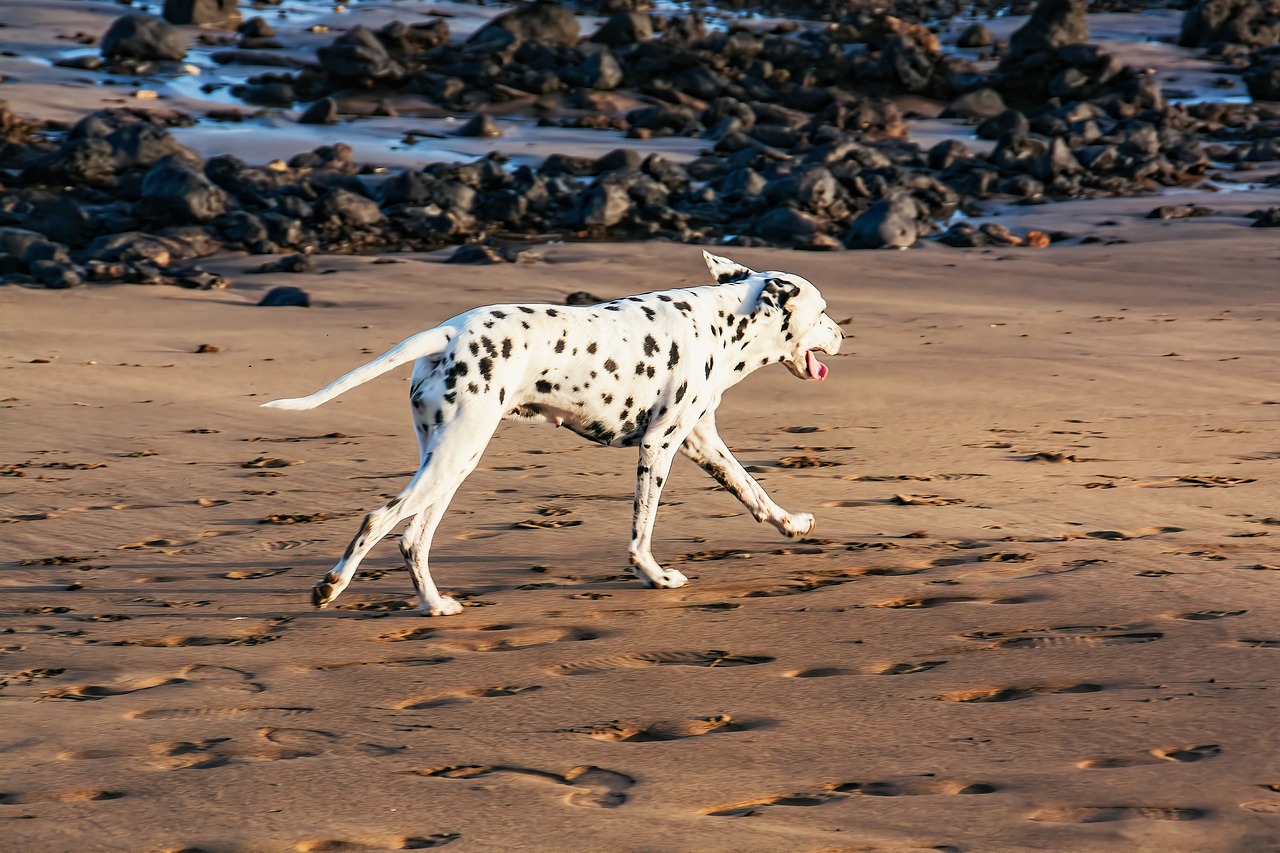 Dog - free online jigsaw puzzle photo