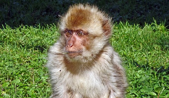 Mono, Animal, Fauna Silvestre, Primate