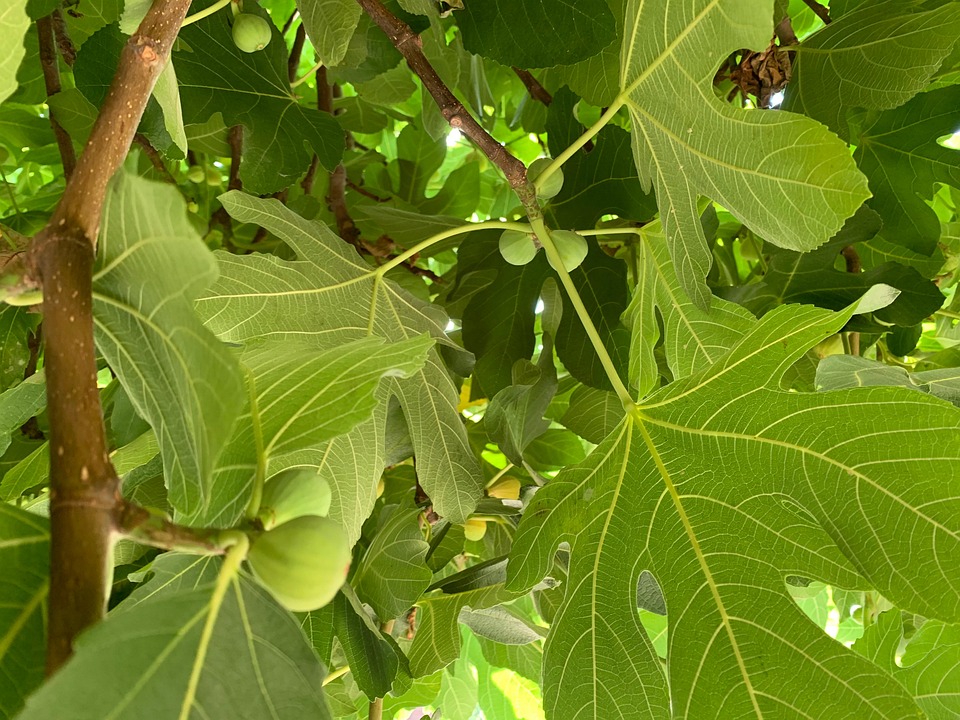 Figs Tree Green Fig Free photo on Pixabay Pixabay