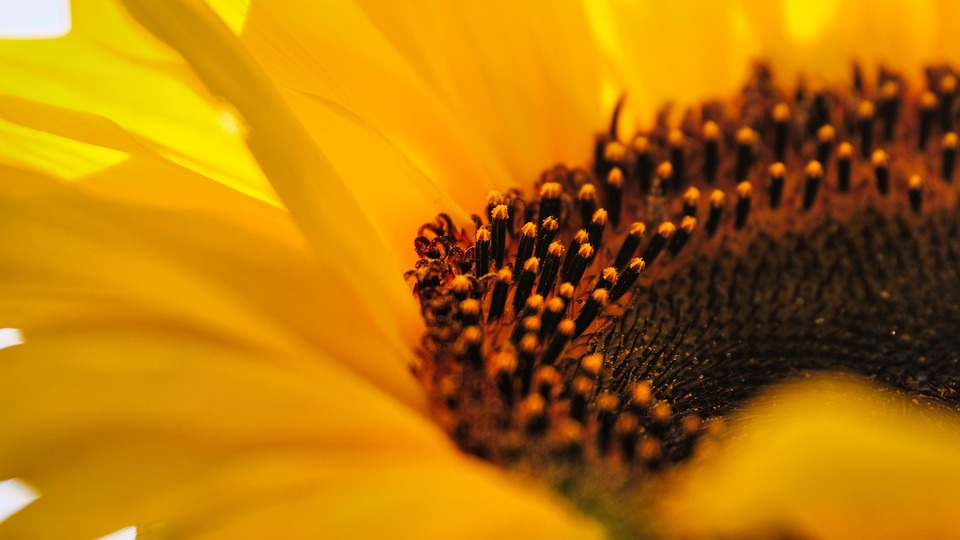 Sunflower Yellow Flower Macro - Free photo on Pixabay - Pixabay