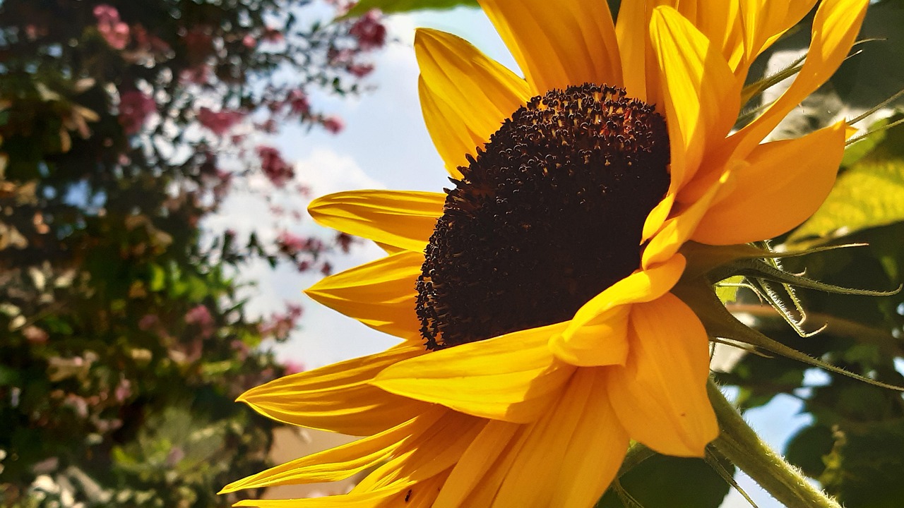 Sunflower Yellow Flower Nature - Free photo on Pixabay - Pixabay
