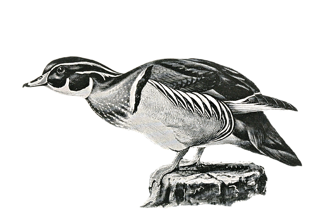 Download free HD stock image of Bird Duck Free bird duck waterbird illustration
