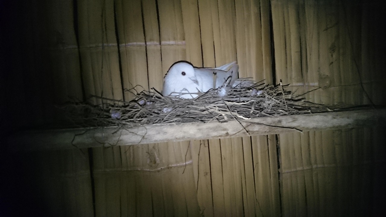 Paloma Nest Night Free photo on Pixabay Pixabay