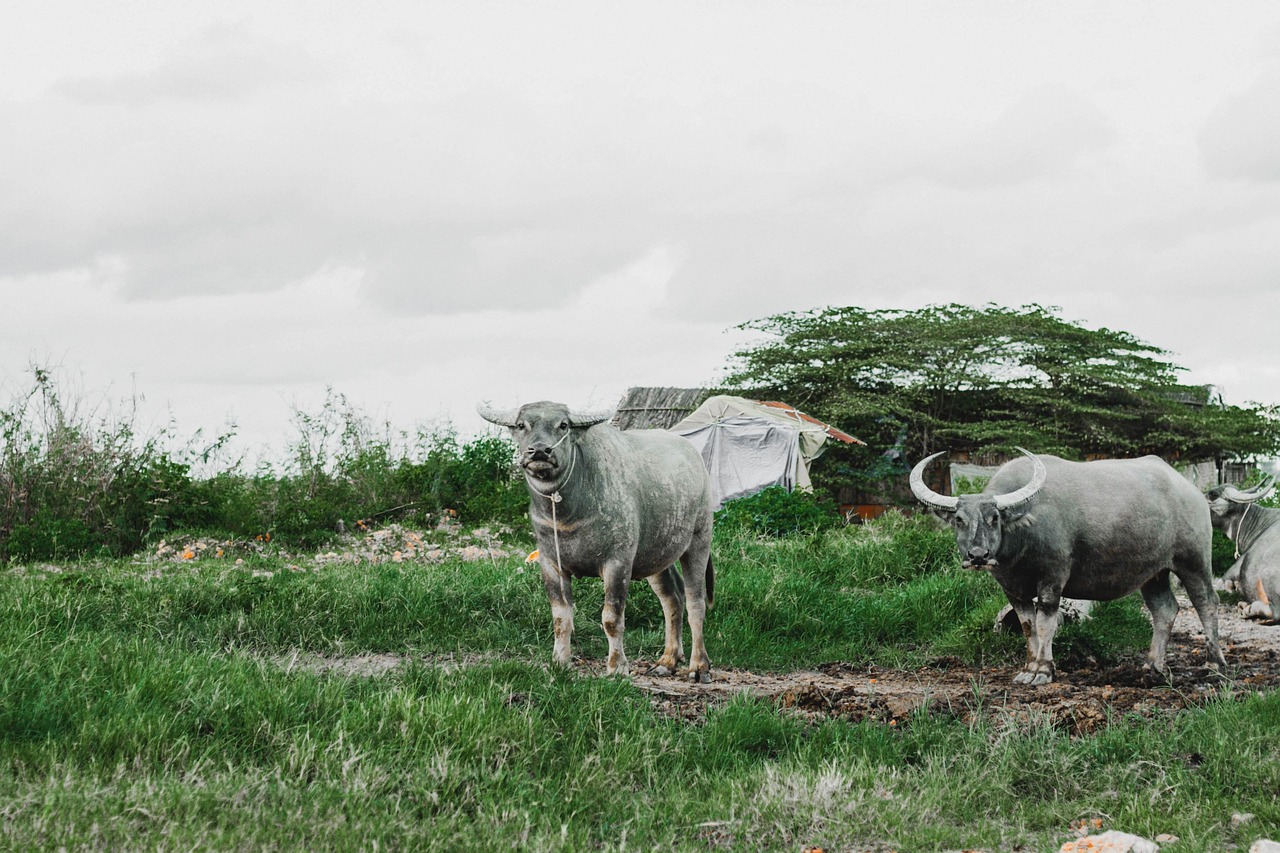 Buffalos - free online jigsaw puzzle photo