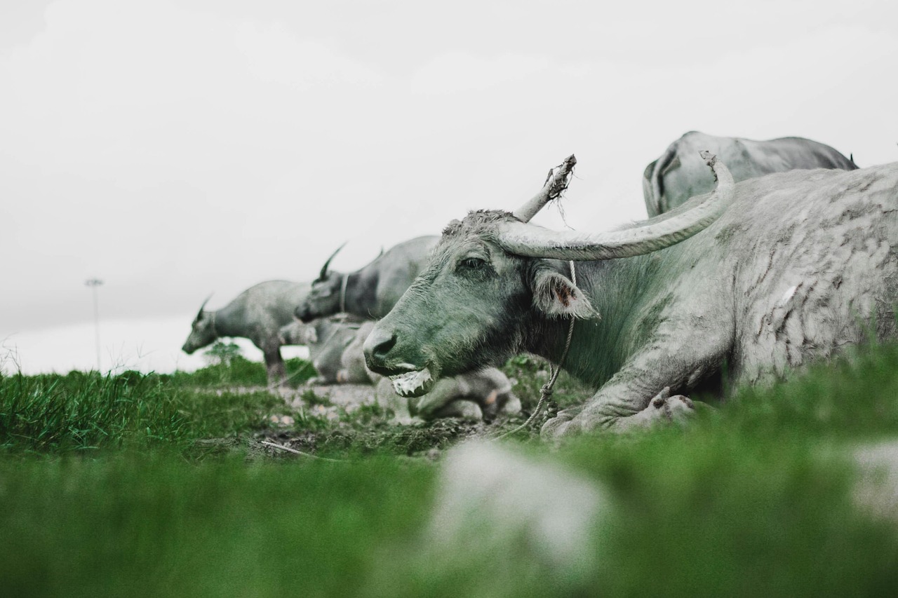 Buffalos - free online jigsaw puzzle photo