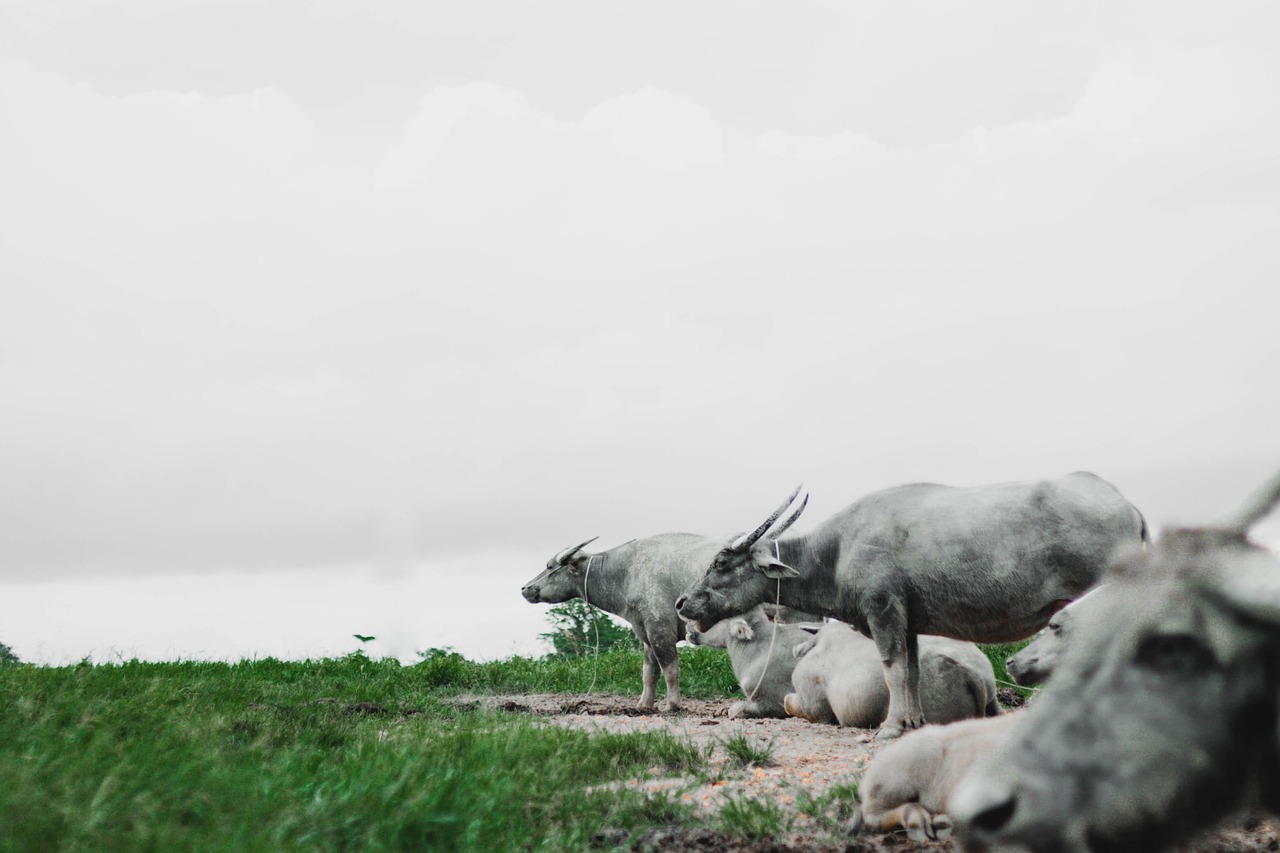 Buffalos - free online jigsaw puzzle photo
