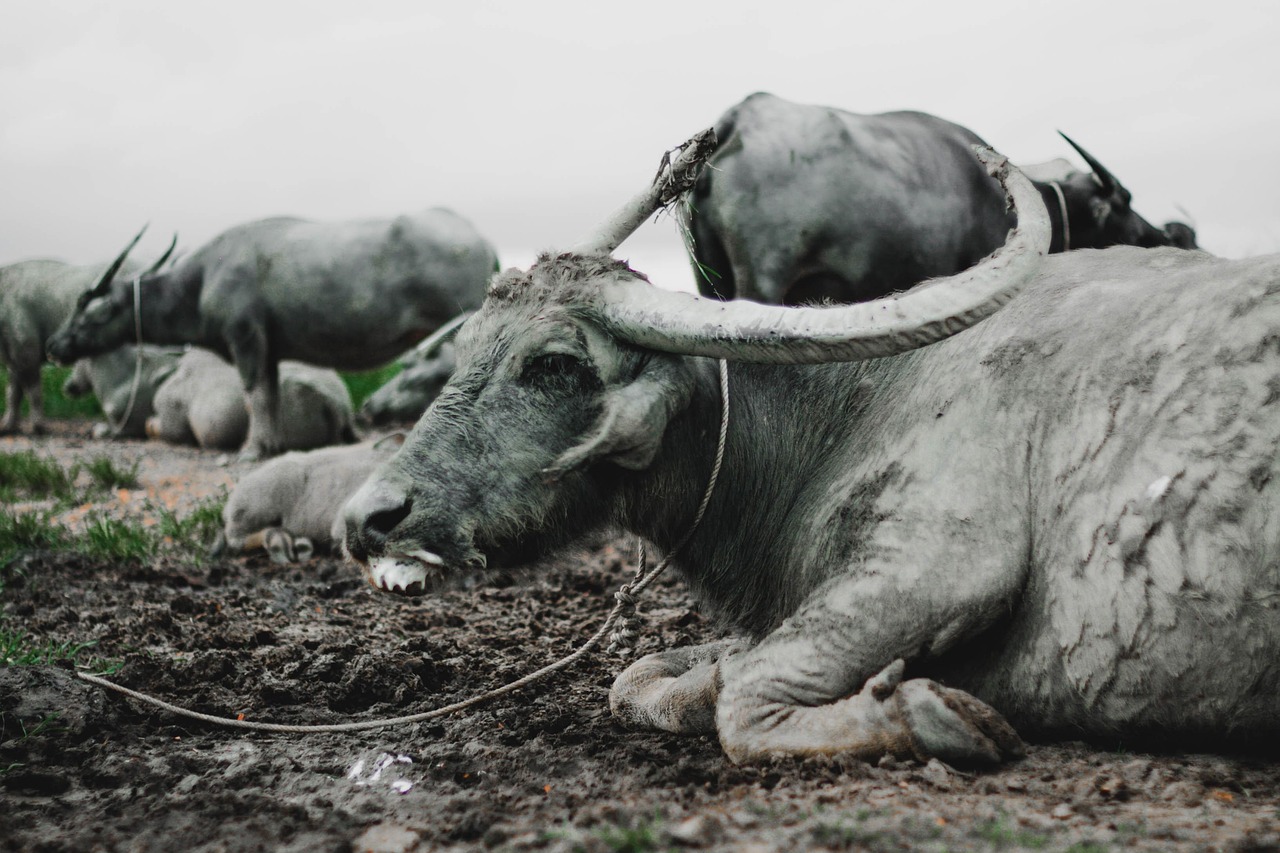 Buffalos - free online jigsaw puzzle photo