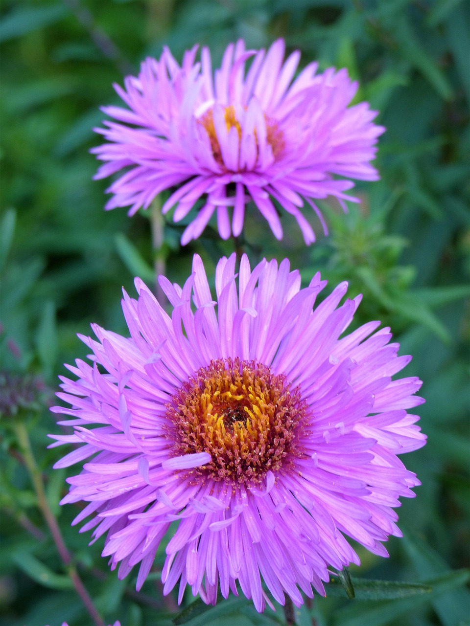 Aster Flowers Plant Purple Free Photo On Pixabay aster-flowers-plant-purple-free-photo-on-pixabay