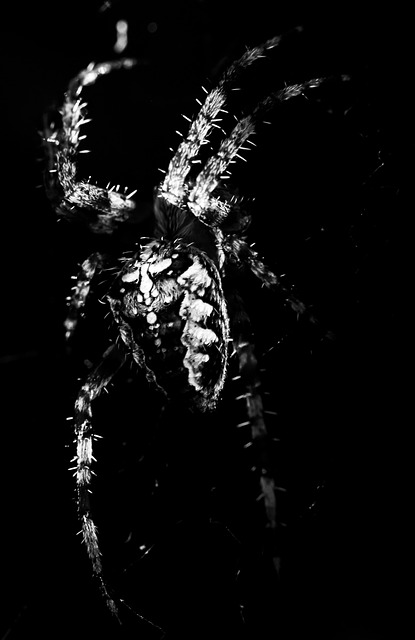 Free Spider Nature photo and picture