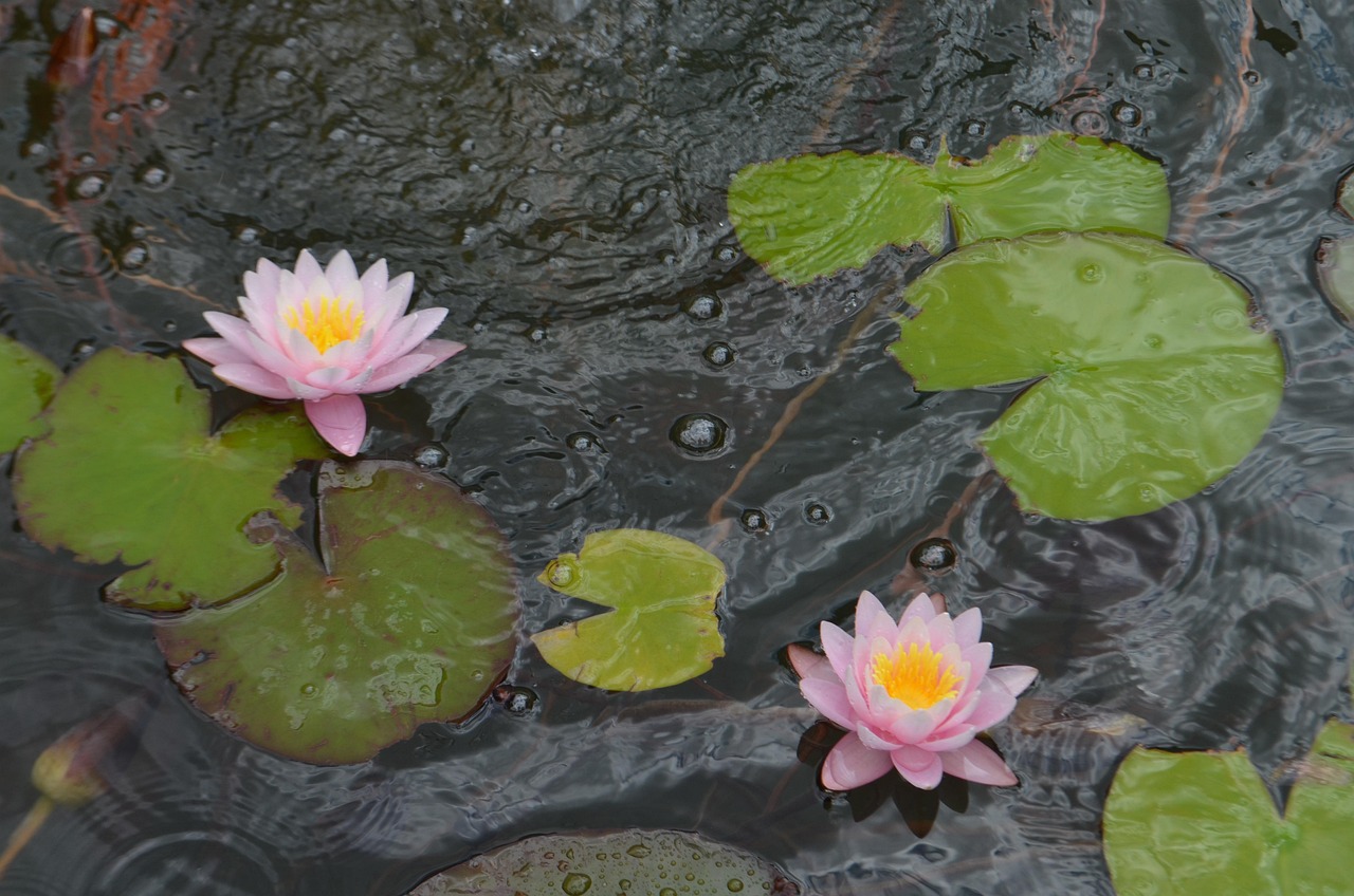 Water Lilies Flowers Pond Lily Free photo on Pixabay Pixabay