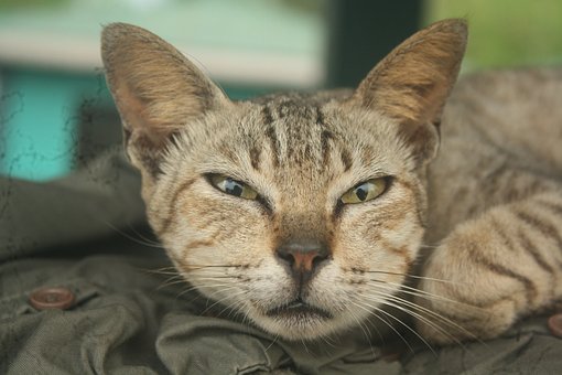 Katze, Haustier, Katzenartig, Tier, Pelz