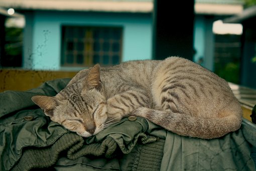 Katze, Haustier, Katzenartig, Tier, Pelz
