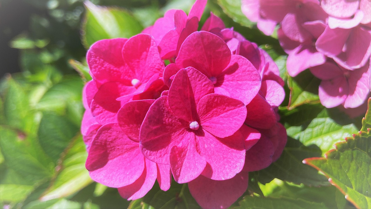 Hydrangea Flowers Plant Free photo on Pixabay Pixabay