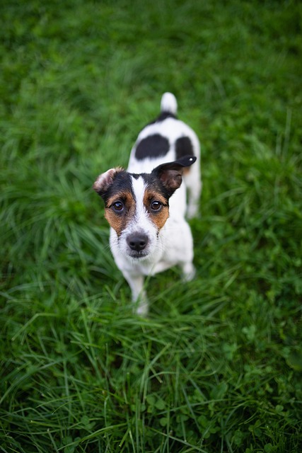 Hund, Kæledyr, Hunde, Dyr, Pels, Snude