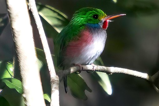 Cuba, Matanzas, Cienaga De Zapata