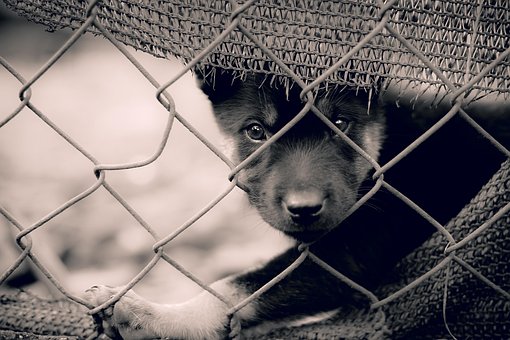 Free Dog Pet photo and picture