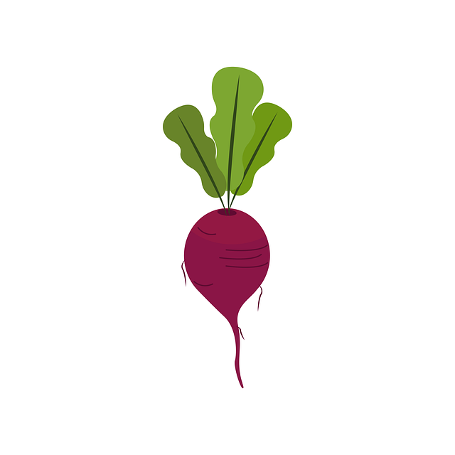 Download free HD stock image of Vegetable Beetroot Free vegetable beetroot healthy vector