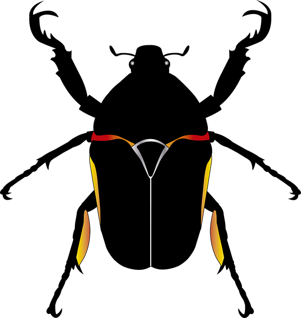 Käfer, Insekt, Käfer, Insekt, Fauna