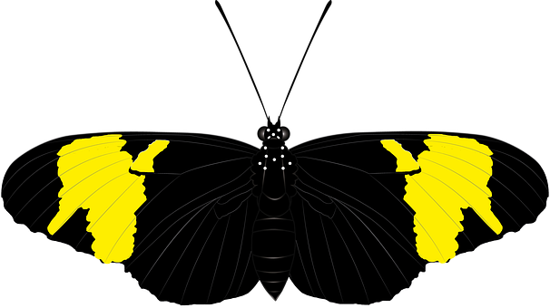 Schmetterling, Insekt, Fauna