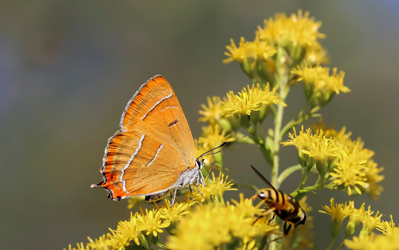 Butterfly Flower Pollinate Free photo on Pixabay Pixabay