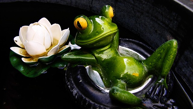 Free Frog Water Lily photo and picture