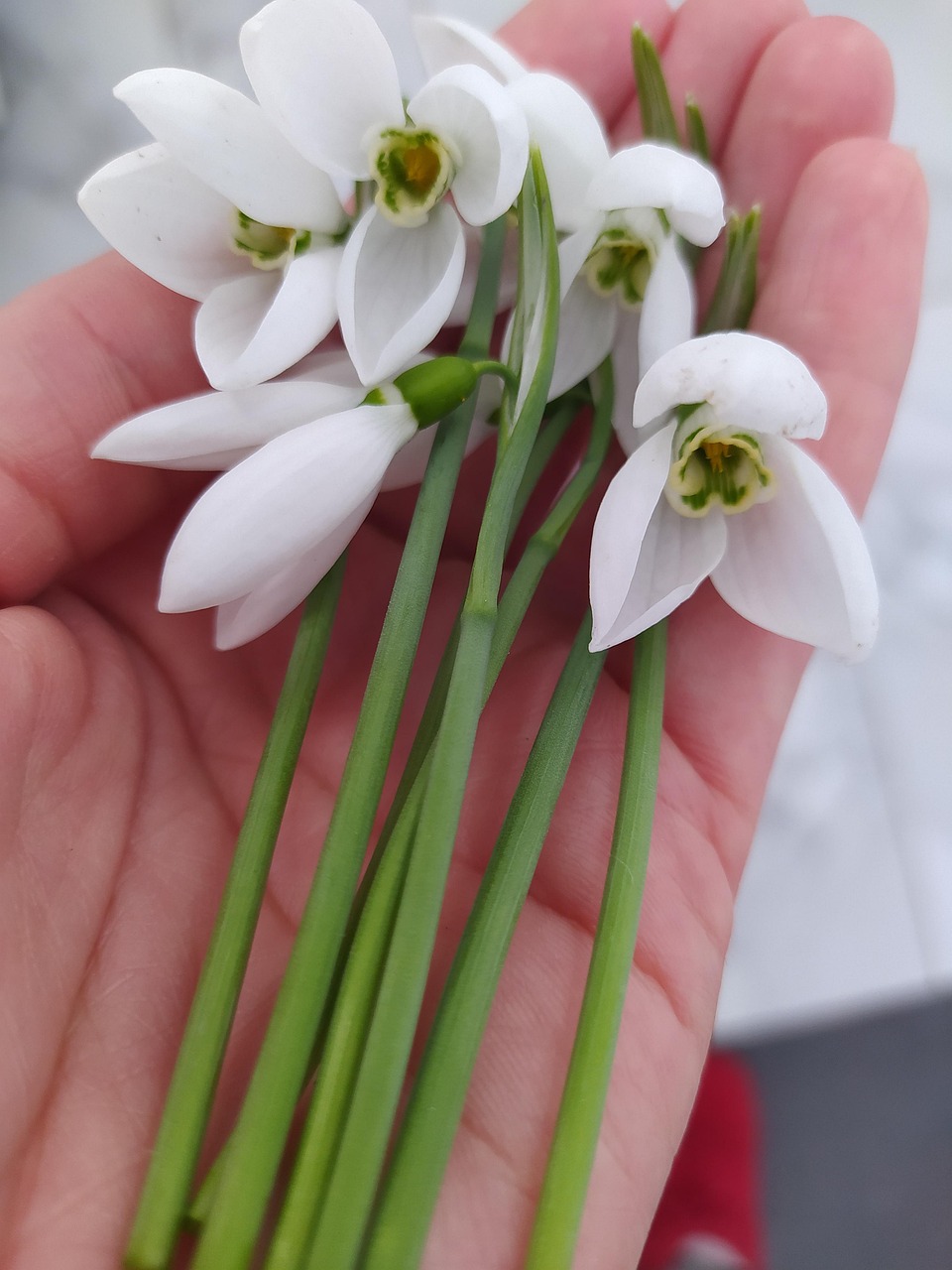 Spring Flower Color White Spring Flowers White - Free photo on Pixabay - Pixabay
