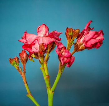 Free Oleander Flowers photo and picture