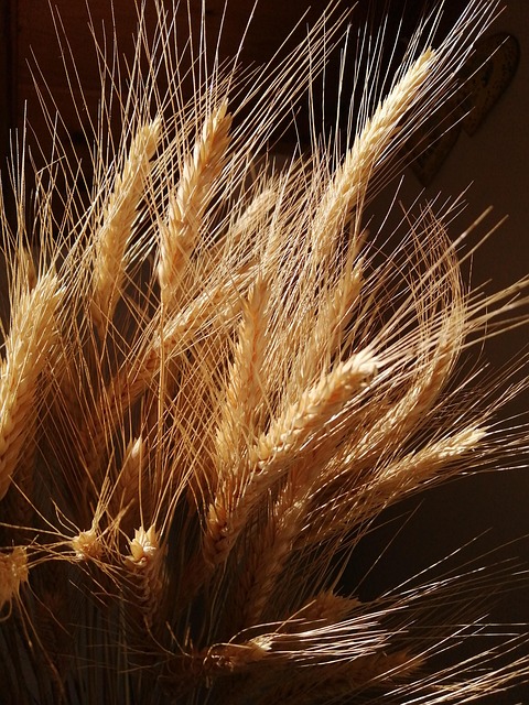 Free Barley Cereals photo and picture