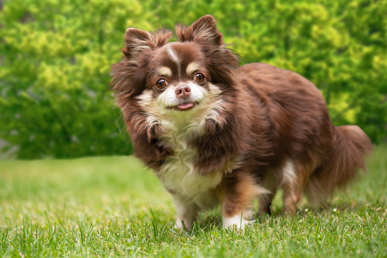 900 Kostenlose Chihuahua Und Hund Bilder Pixabay 900 Kostenlose Chihuahua Und Hund Bilder Pixabay