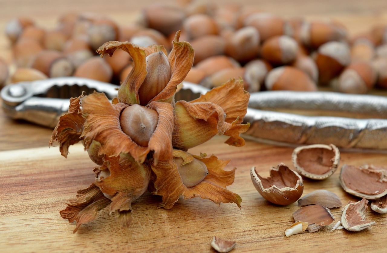 Hazelnuts Nuts Nutshell Free photo on Pixabay Pixabay
