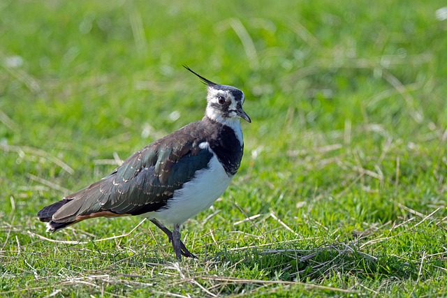 Download free HD stock image of Lapwing Peewit Free Lapwing Peewit photo and picture