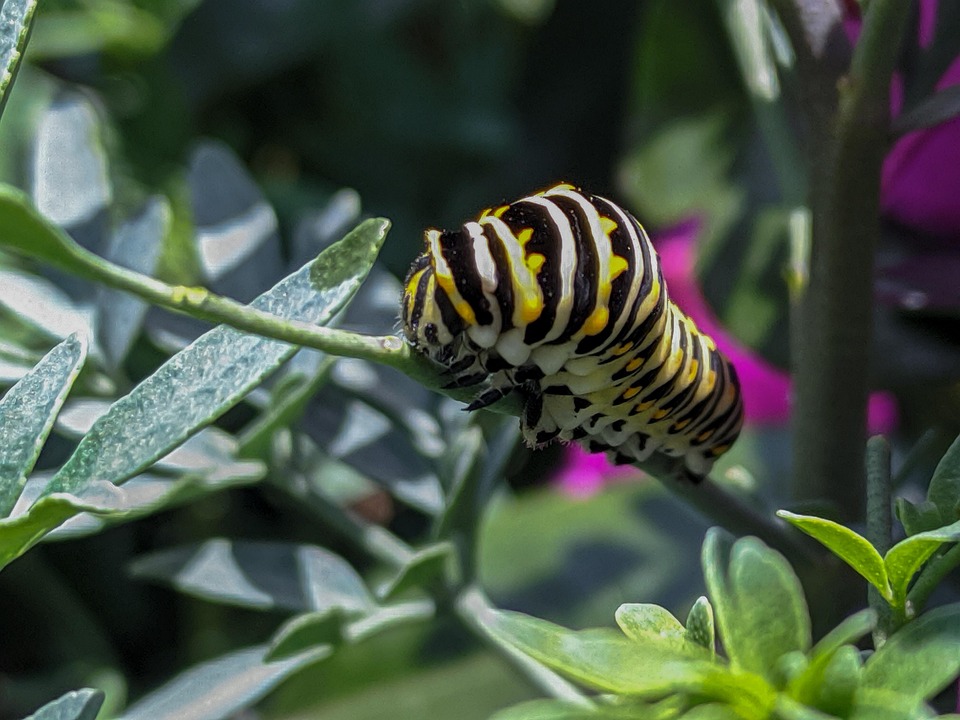 Caterpillar Insects Black - Free photo on Pixabay - Pixabay